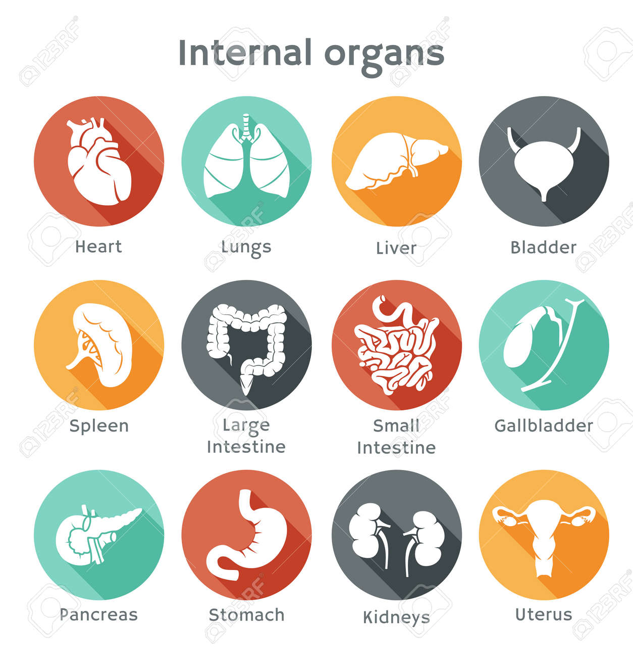 Vector round icons of internal human organs Flat design - 24541122 Vector round icons of internal human organs Flat design - 24541122