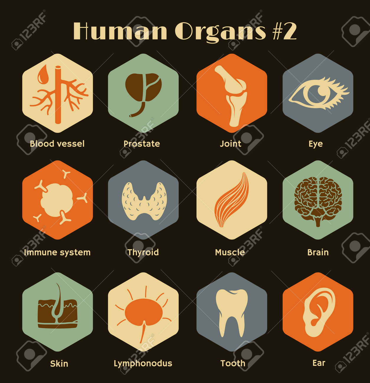 Vector retro icons of human organs and systems Flat design - 27552574 Vector retro icons of human organs and systems Flat design - 27552574