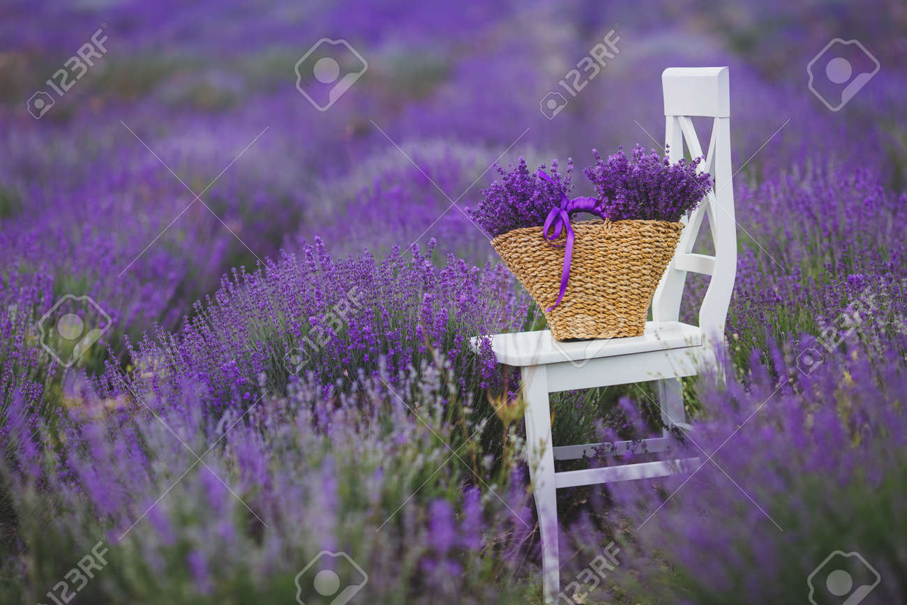 Té, Champ De Floraison De La Lavande Lilas, Chaise Blanche Avec Dossier Figure Parmi Les Fleurs Sur La Chaise Est Brun Panier En Osier Plein De Fleurs De