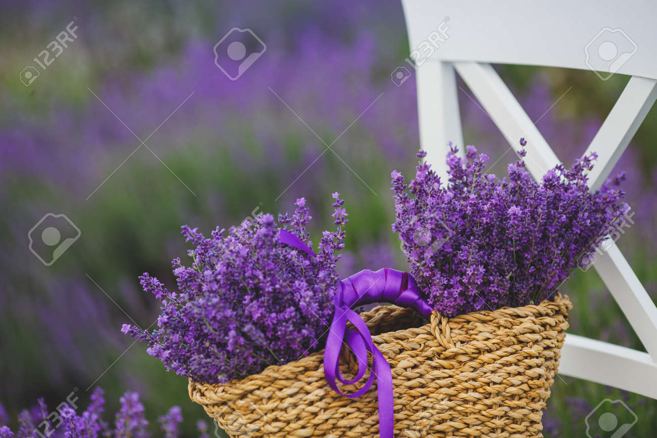 Té, Champ De Floraison De La Lavande Lilas, Chaise Blanche Avec Dossier Figure Parmi Les Fleurs Sur La Chaise Est Brun Panier En Osier Plein De Fleurs De