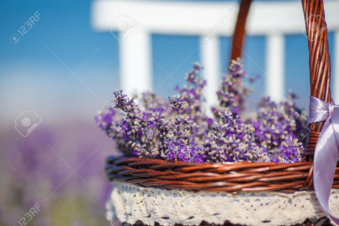 Té, Champ De Floraison Lilas De Lavande, Chaise Blanche Avec Dossier Figure Parmi Les Fleurs Sur La Chaise Est Brun Panier En Osier Plein De Fleurs De