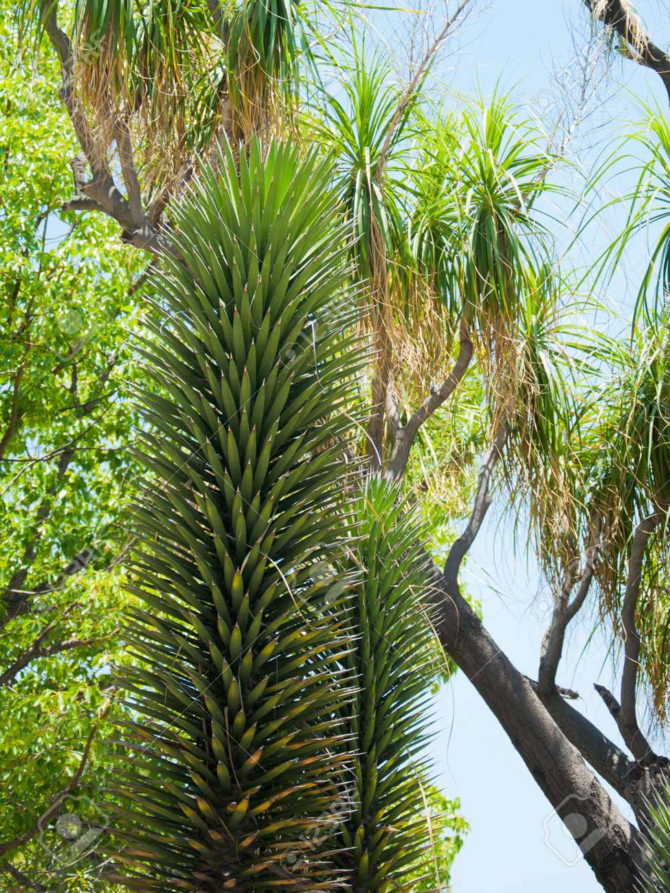 多彩な多肉植物リュウゼツラン ユッカ植物ロサンゼルス動物園で の写真素材 画像素材 Image
