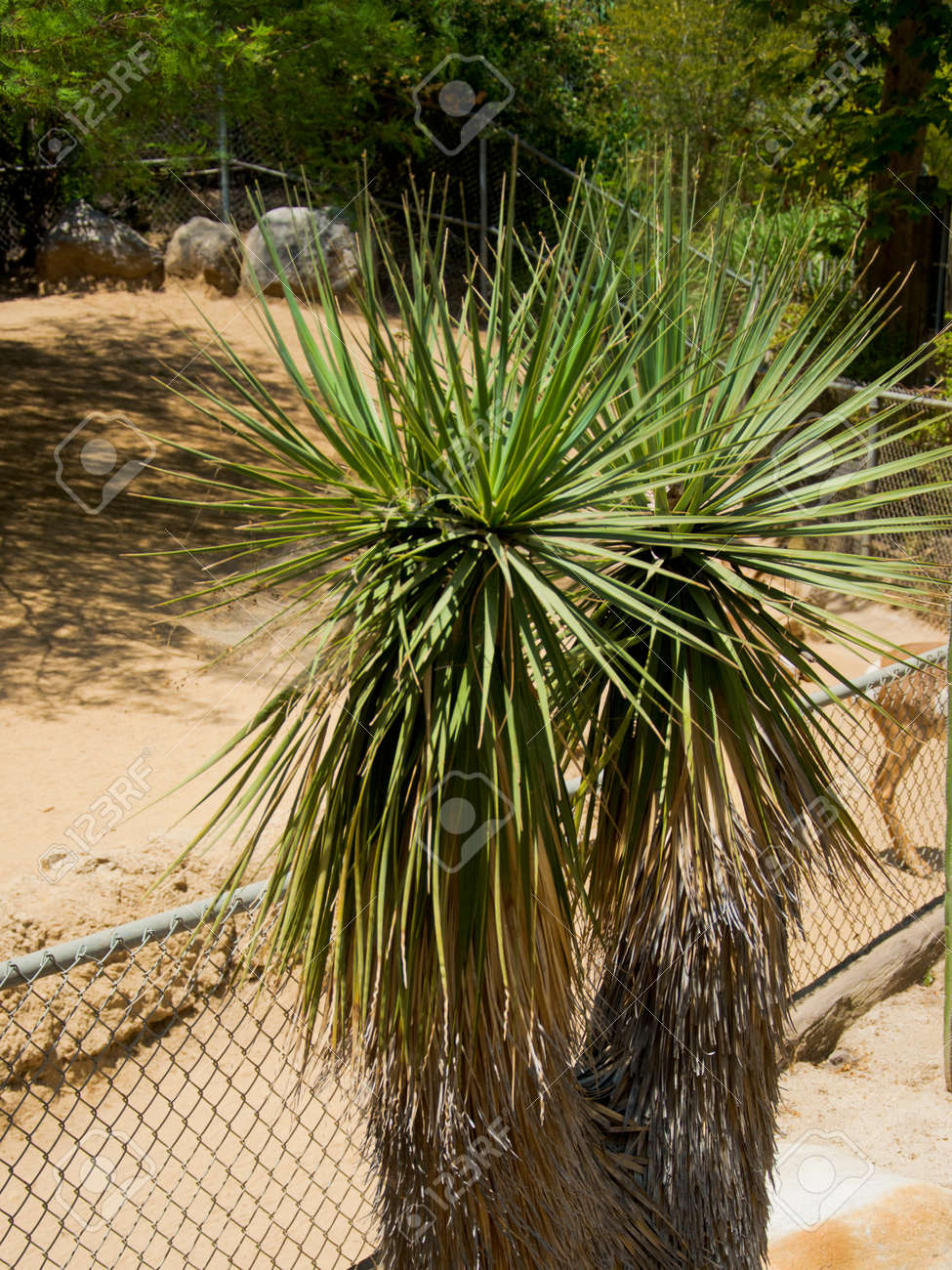 多彩な多肉植物リュウゼツラン ユッカ植物ロサンゼルス動物園で の写真素材 画像素材 Image