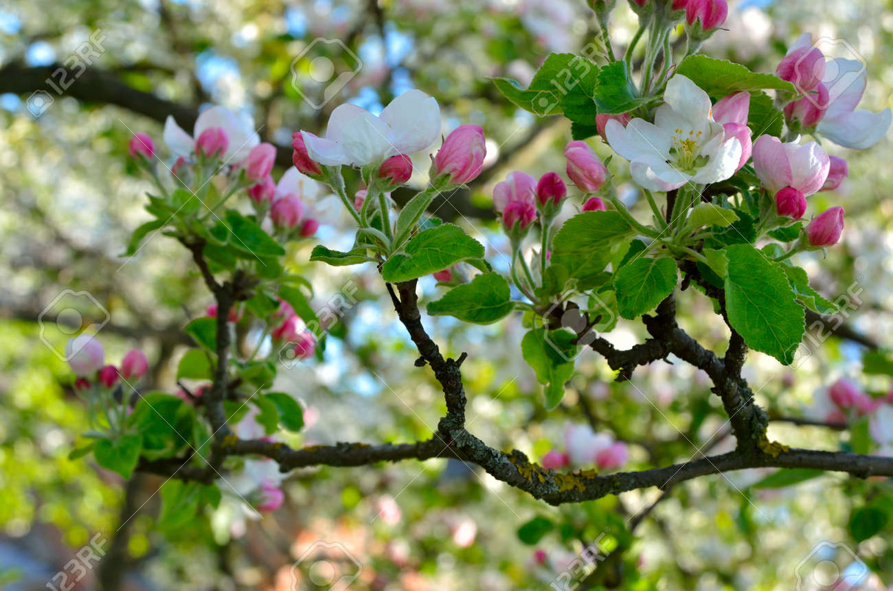 Young Apple Tree Flowers In The Spring Garden Stock Photo Picture And Royalty Free Image Image 53538842