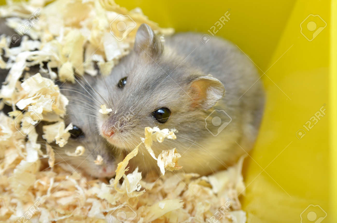 애완용 햄스터는 나무 부스러기가 있는 우리에 살고 있습니다. 로열티 무료 사진, 그림, 이미지 그리고 스톡포토그래피. Image  188386029