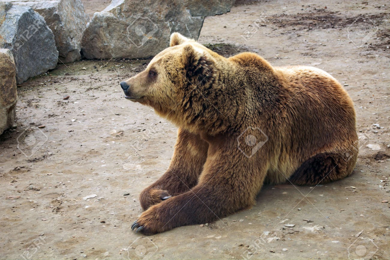 Oso Pardo Con Síndrome De Down En El Bosque. Fotos, retratos, imágenes y  fotografía de archivo libres de derecho. Image 143380789