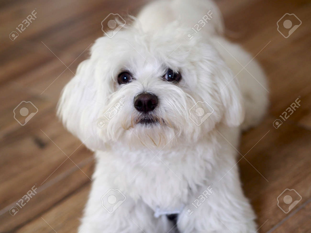 bichon maltese price