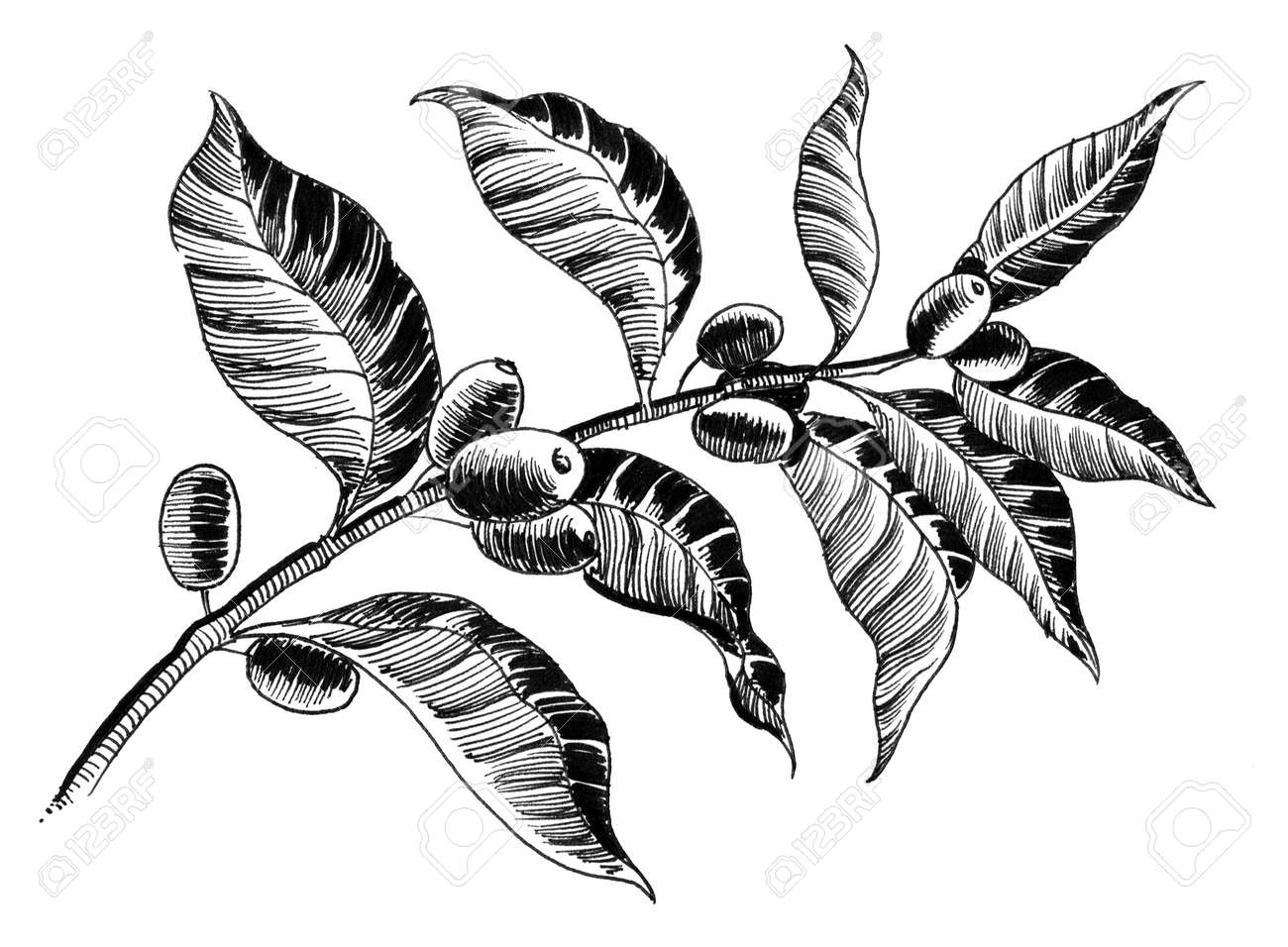 Coffee Plant Stock Photo Coffee Plant Stock Photo