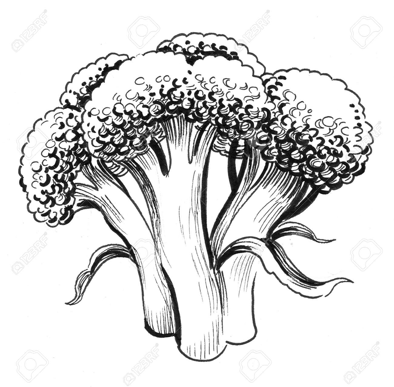 Broccoli Vegetable. Ink Black And White Drawing Stock Photo, Picture and  Royalty Free Image. Image 137213054., image size:1300x1277