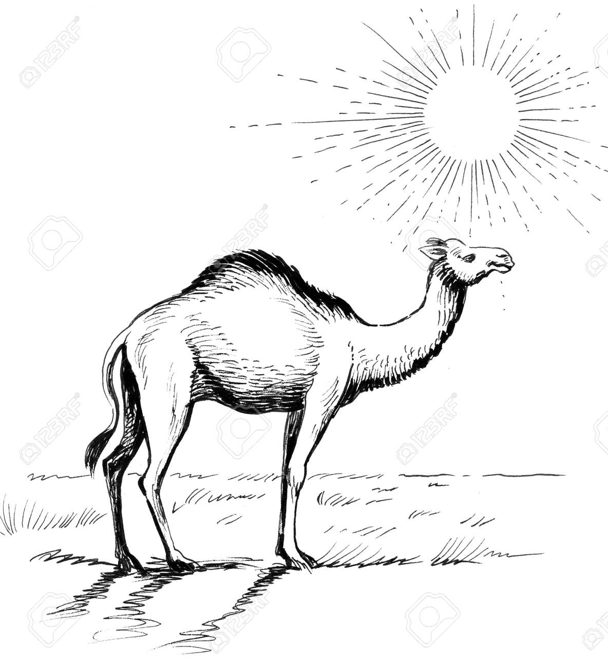 Camel In The Desert. Ink Black And White Drawing Stock Photo ...