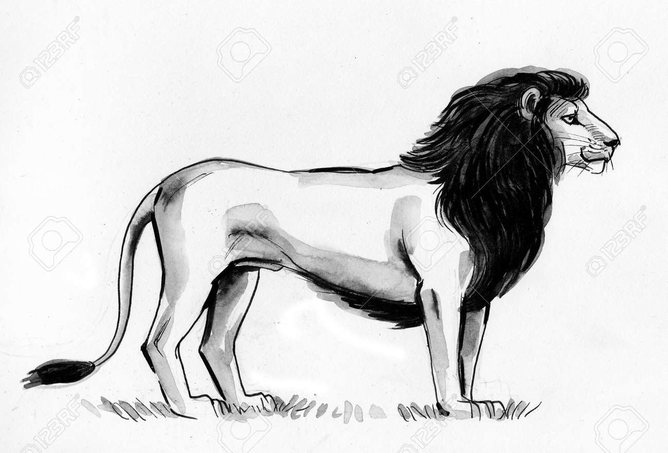 Standing African Lion. Ink Black And White Drawing Stock Photo ...