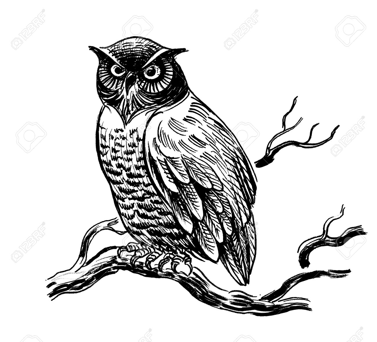 木の枝にフクロウの鳥。インク白黒図面の写真素材・画像素材