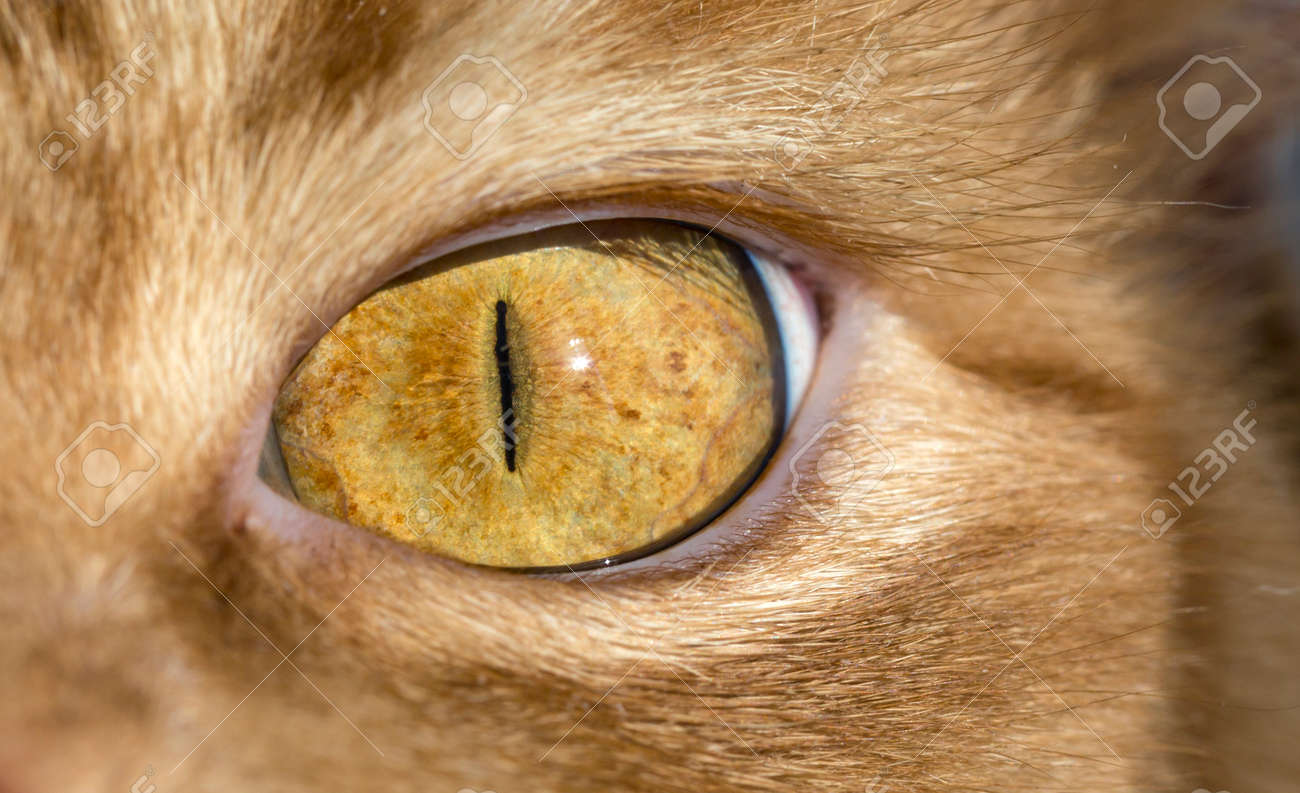 Gros Plan Image De L Oeil Orange Rouge Fourrure Chat Oeil Tete Macro Etroite Pupille Noire De Chat Banque D Images Et Photos Libres De Droits Image