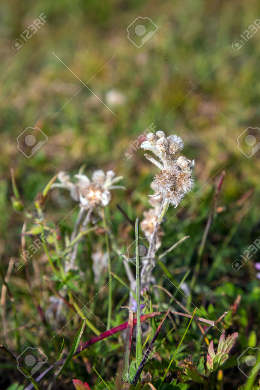 Very Rare and Unique Flower Growing among Green Grass with Blue..
