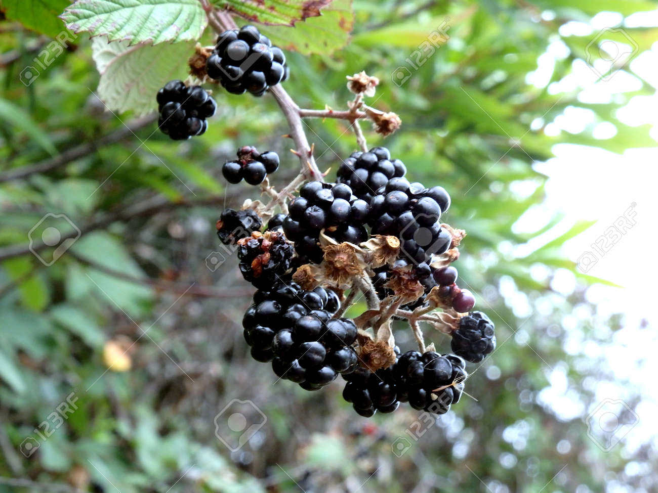 Tree with black berries