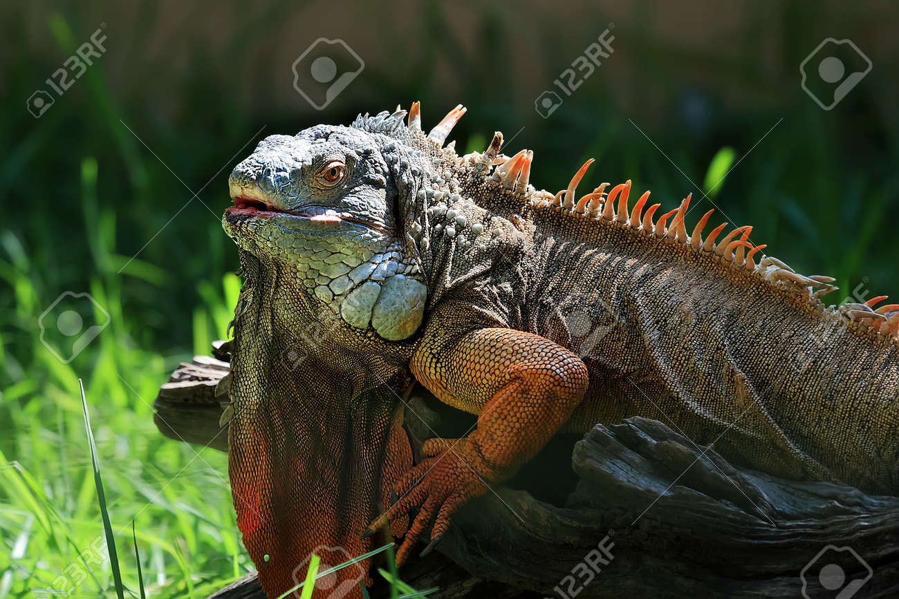 バックライトでカラフルなイグアナの肖像画 の写真素材 画像素材 Image