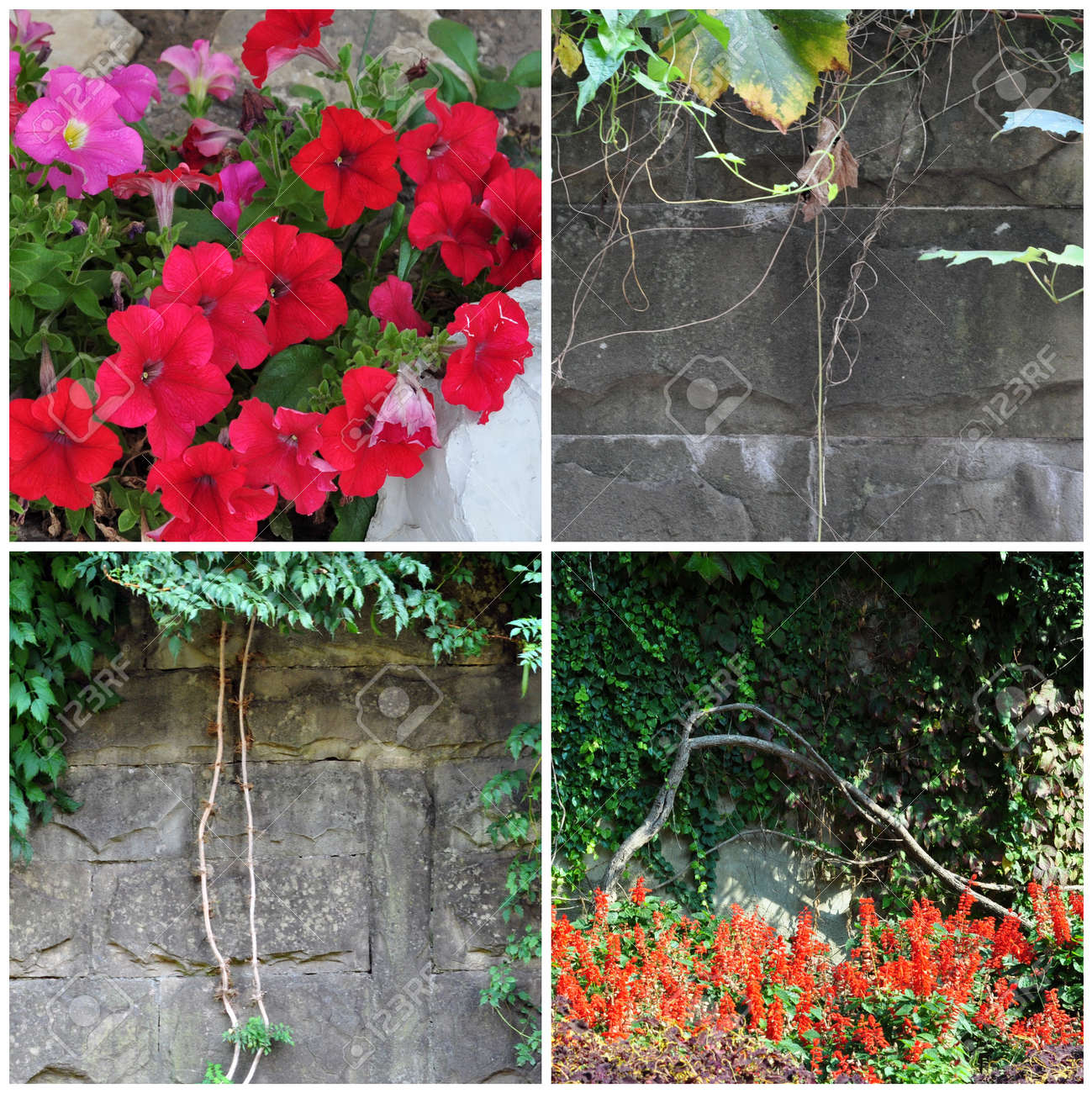 Setzen Sie Naturliche Foto Blumen Pflanzen Und Steinmauer Lizenzfreie Fotos Bilder Und Stock Fotografie Image 11557523