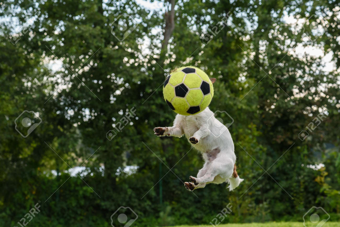 Banner da web com ilustração de bola de futebol ou futebol e campo de jogo  verde estilizado com bases