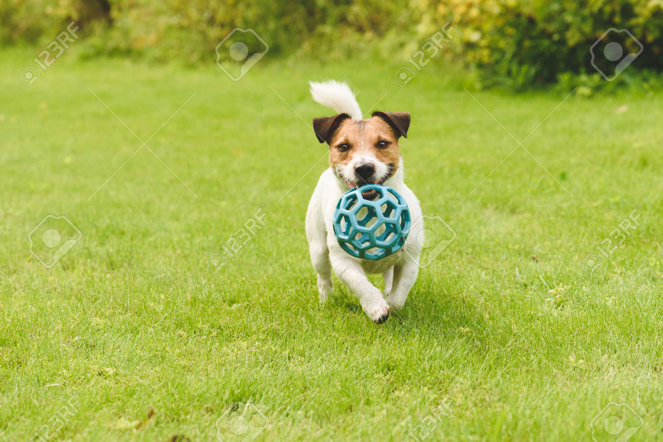 dog playing with toy