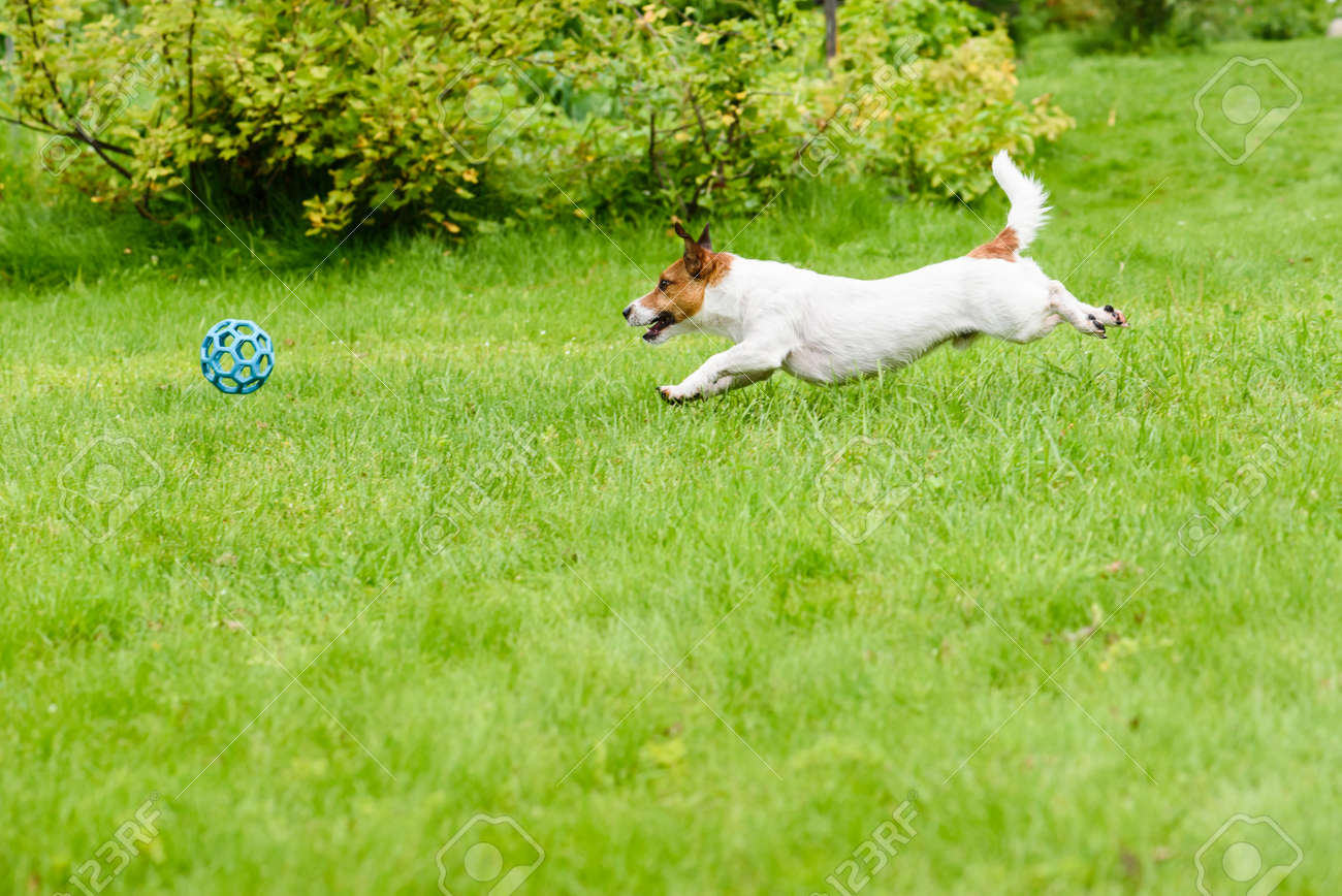 Side View Of Dog Running And Chasing A Ball Playing At Back Yard Stock Photo Picture And Royalty Free Image Image 59730319