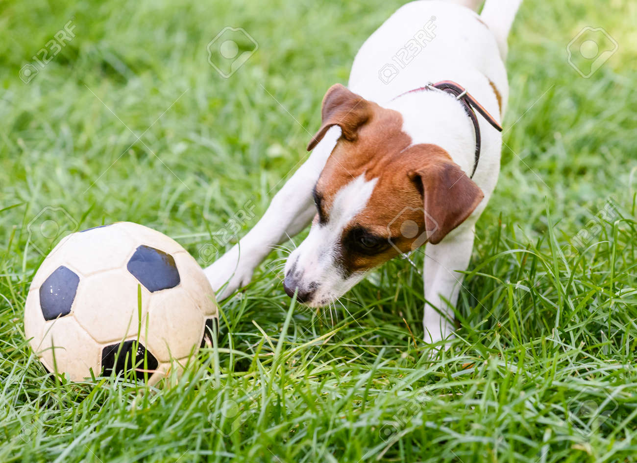 dog soccer ball