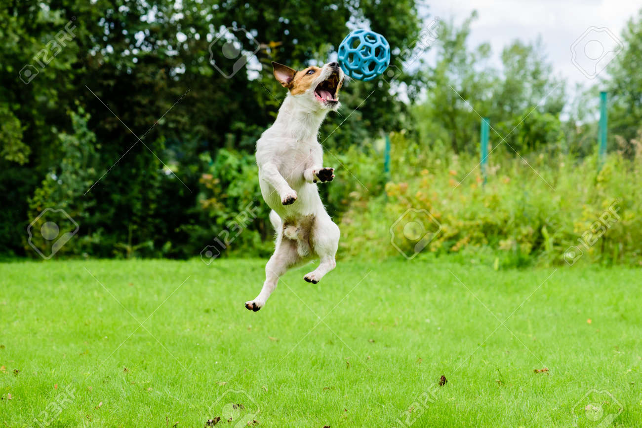 dog jumping ball