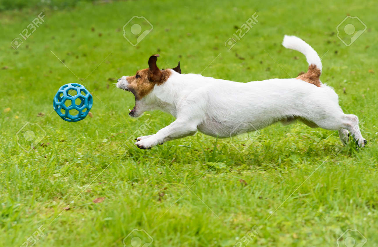 dog jumping ball