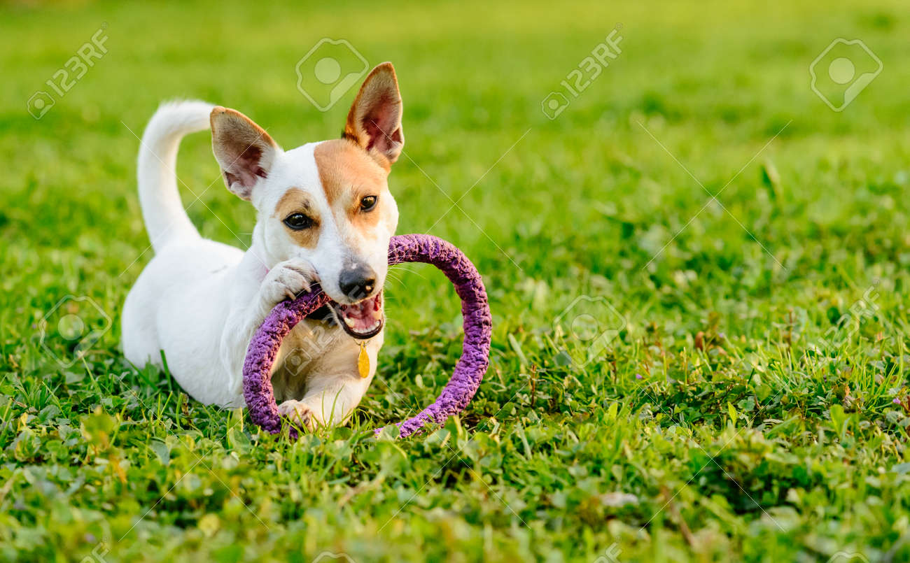 愛らしい犬の緑の芝生に横になっておもちゃをかみ砕くこと の写真素材 画像素材 Image