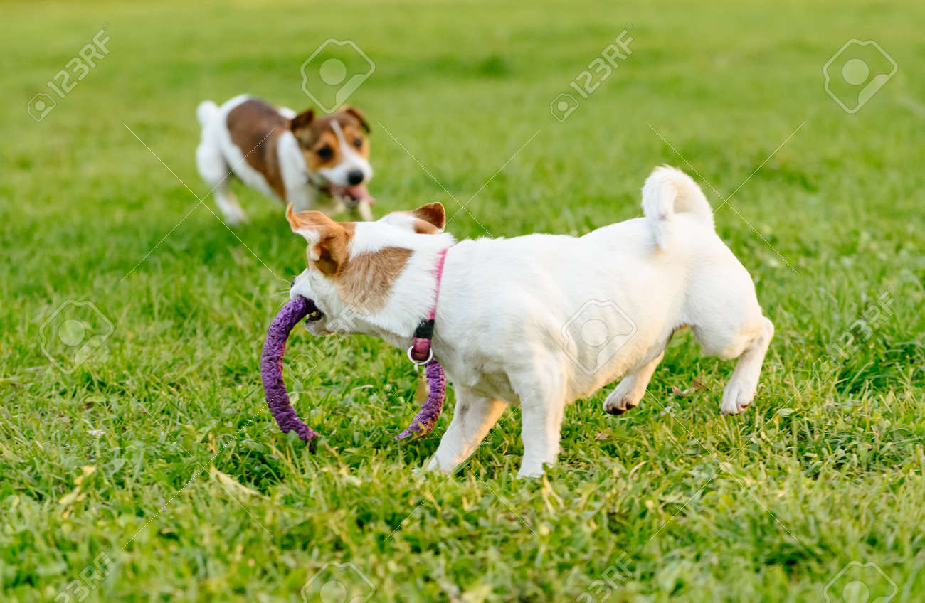 犬の他の犬から逃げるとおもちゃでいじめ の写真素材 画像素材 Image