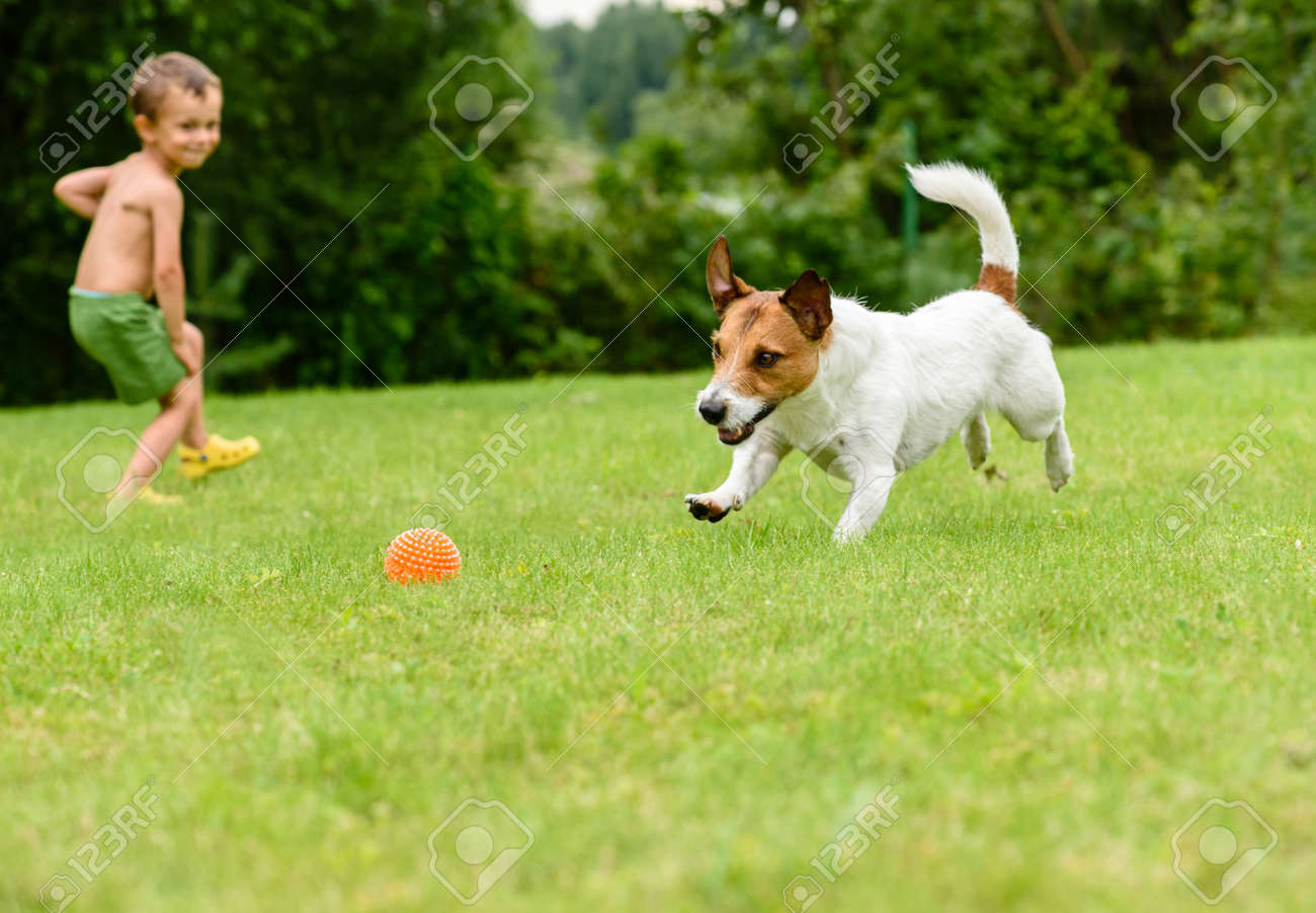dog throwing toy