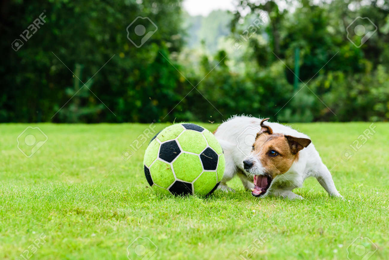dog soccer ball