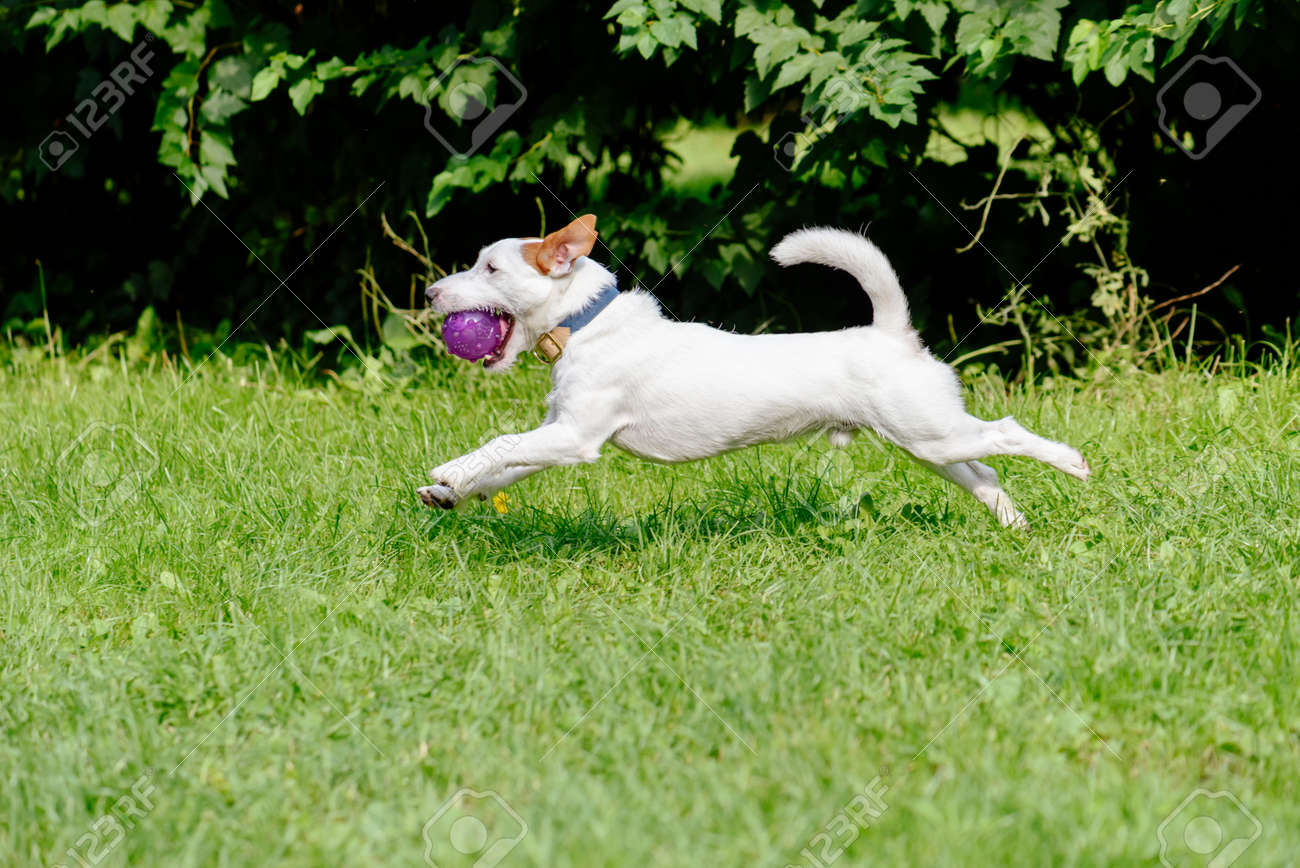 dog running side view dog running side view