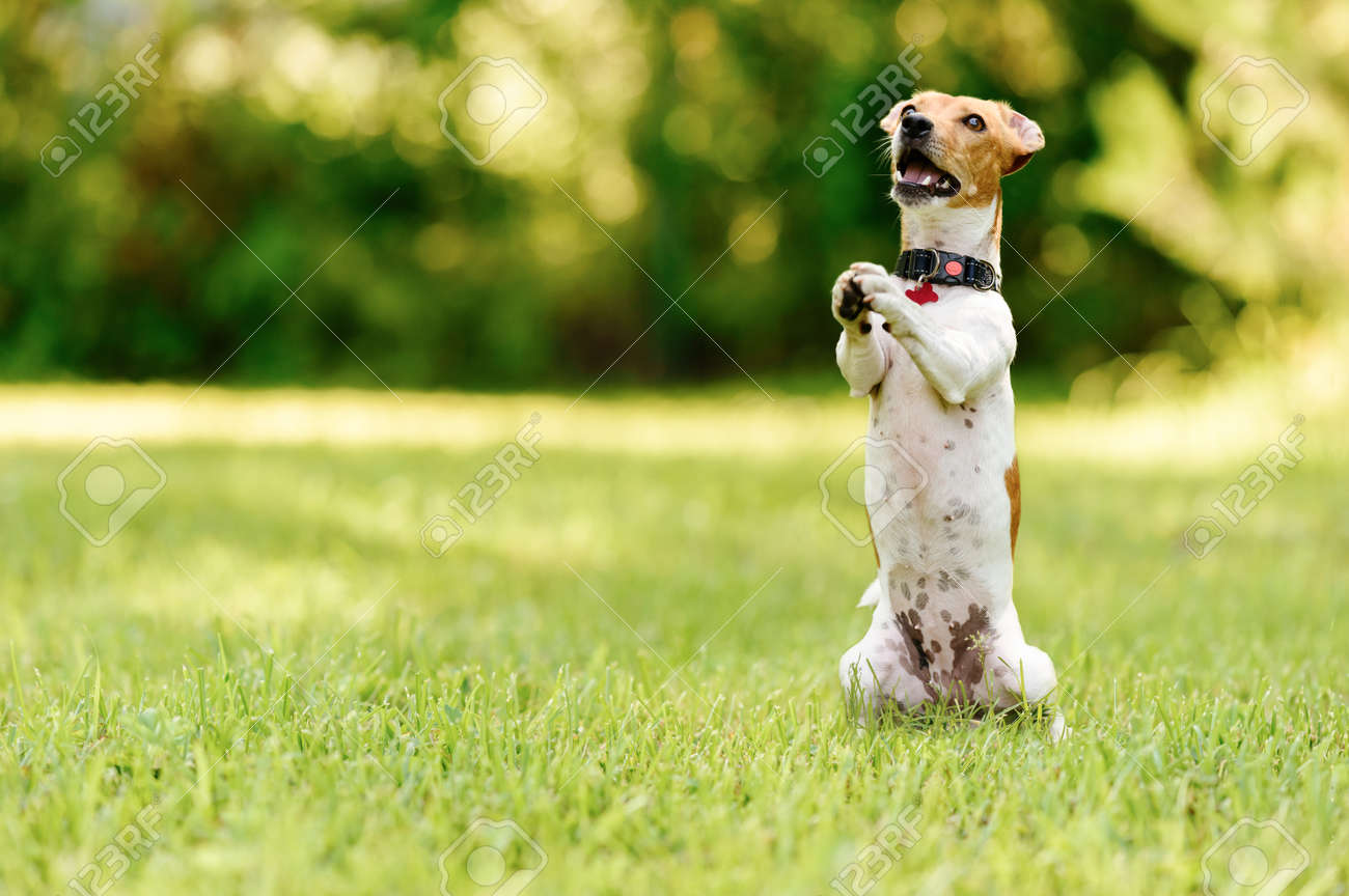 Dog Sitting On Hind Legs Begging With Paws In Praying Gesture Stock Photo Picture And Royalty Free Image Image 95095919