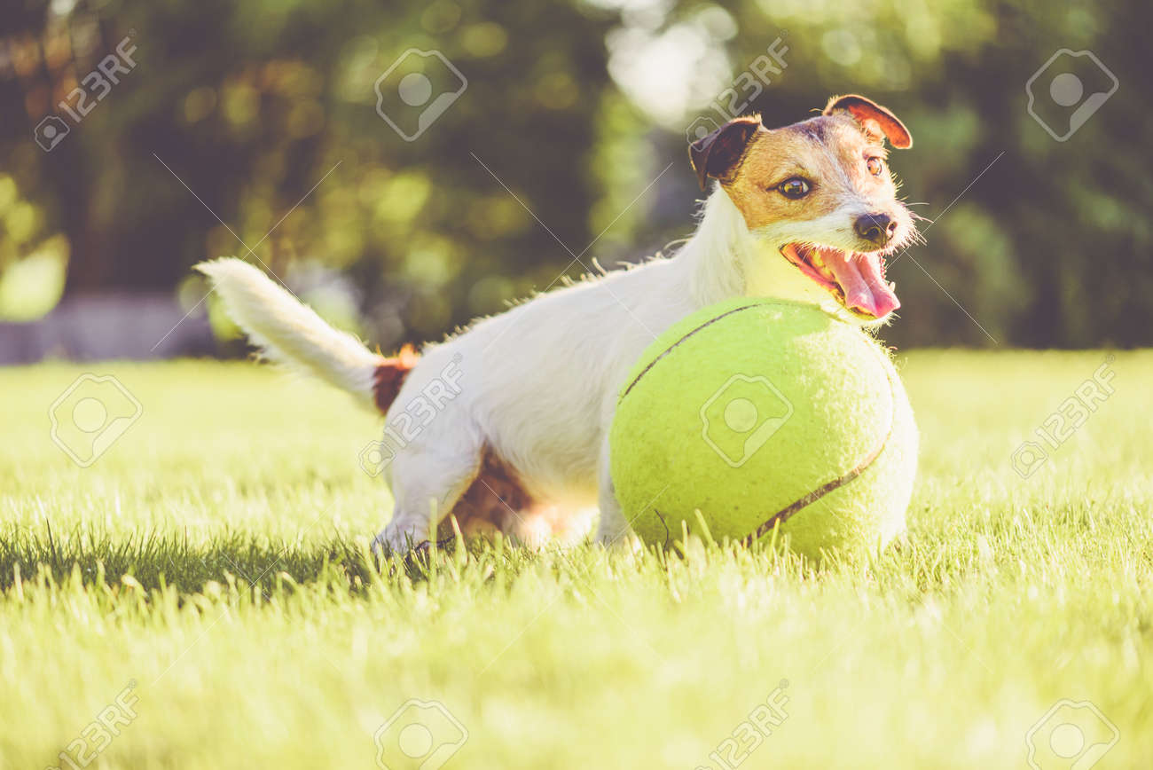 giant tennis ball for dogs