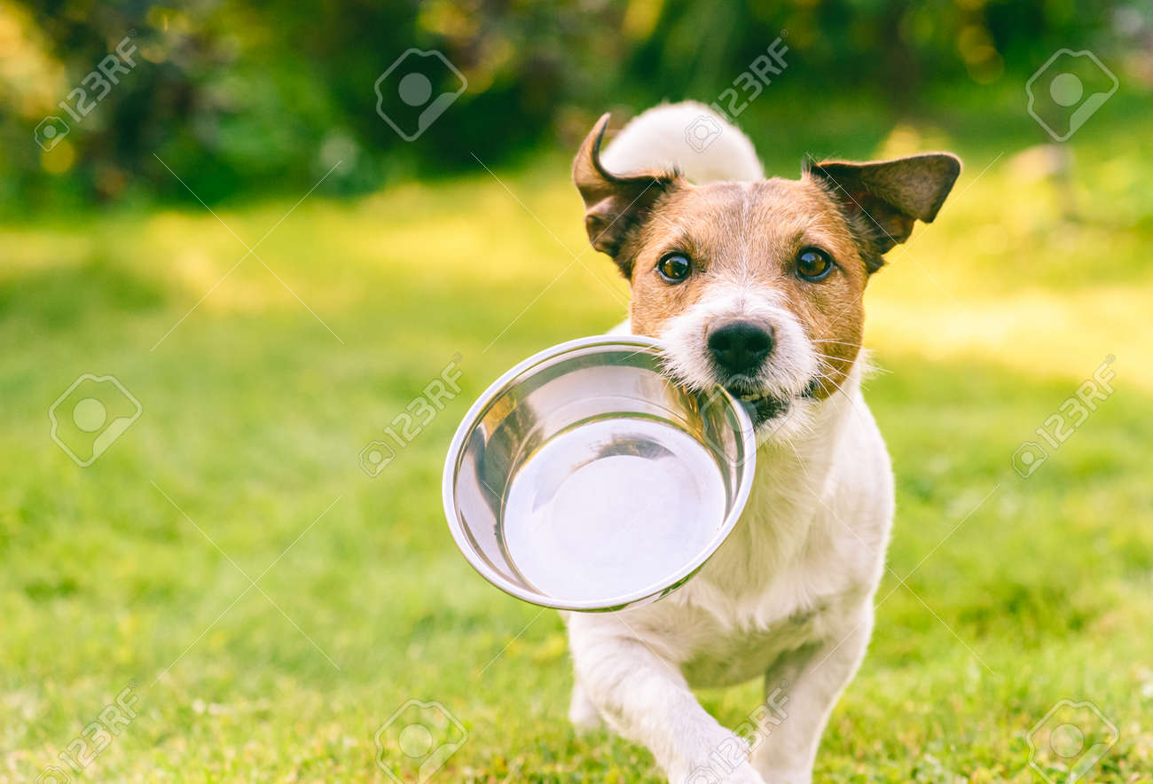 Hungry or thirsty dog fetches metal bowl to get feed or water - 132267650 Hungry or thirsty dog fetches metal bowl to get feed or water - 132267650