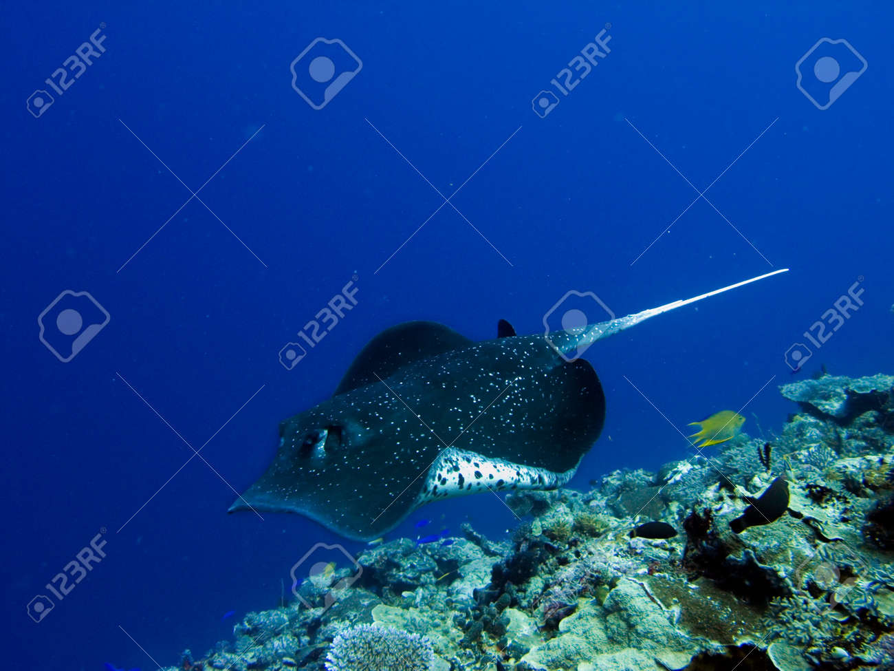 etiam-dictum-ipsum-a-felis