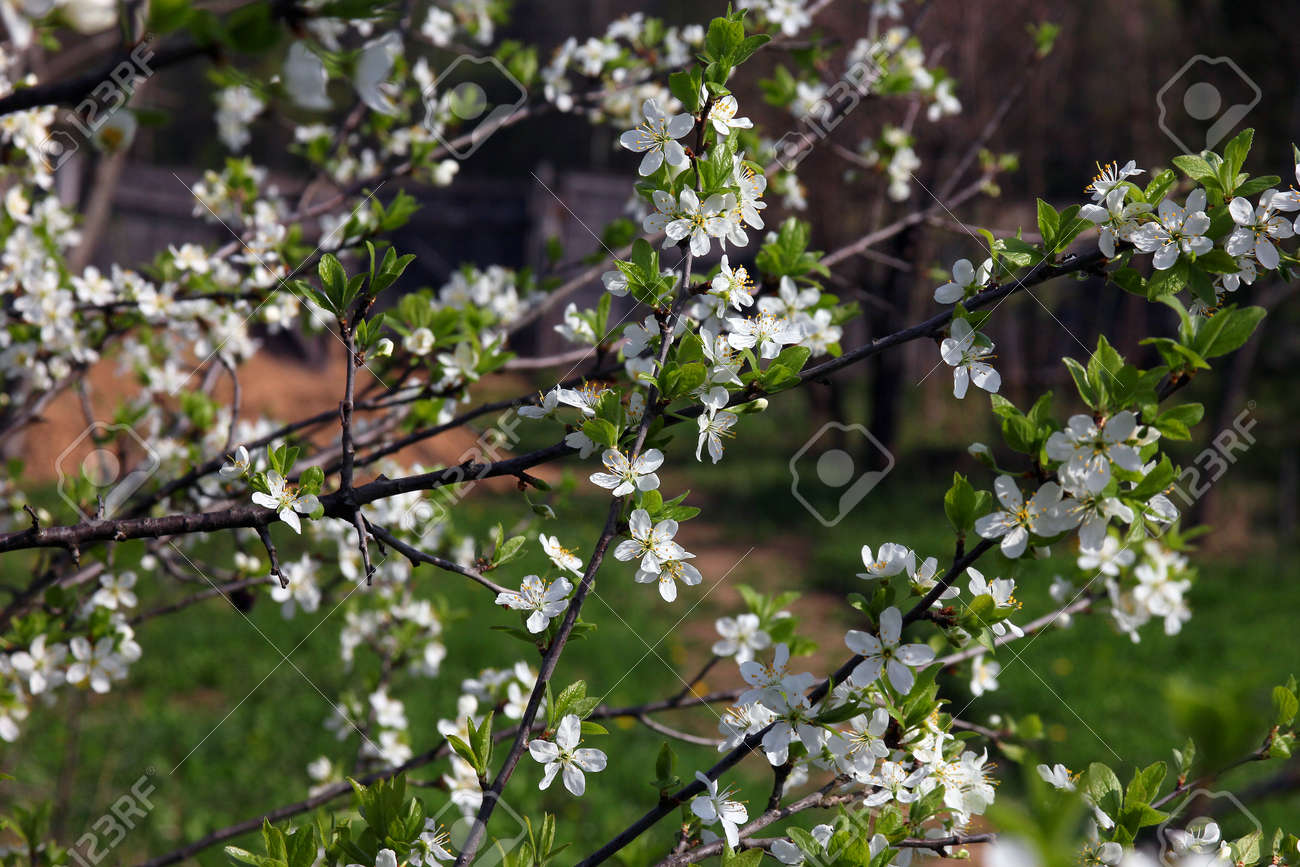 多くの小さなきれいな白い花 春の緑の葉を持つ美しい開花梅の木の枝 の写真素材 画像素材 Image