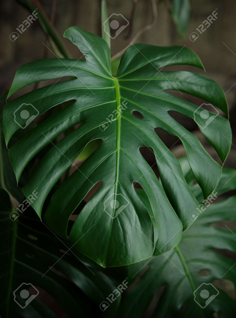 etiam-dictum-ipsum-a-felis