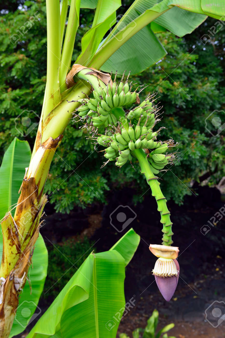 野生成長バナナとハワイの花の束とバナナの木 の写真素材 画像素材 Image