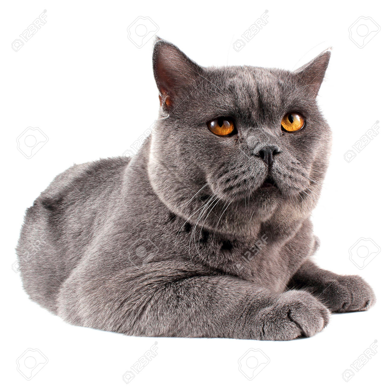 Funny British Shorthair Cat Stock Photo Picture And Royalty Free