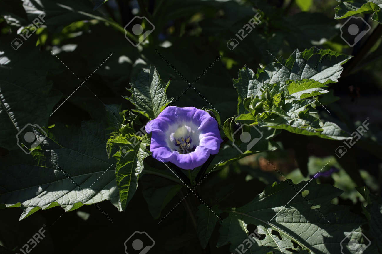 etiam-dictum-ipsum-a-felis