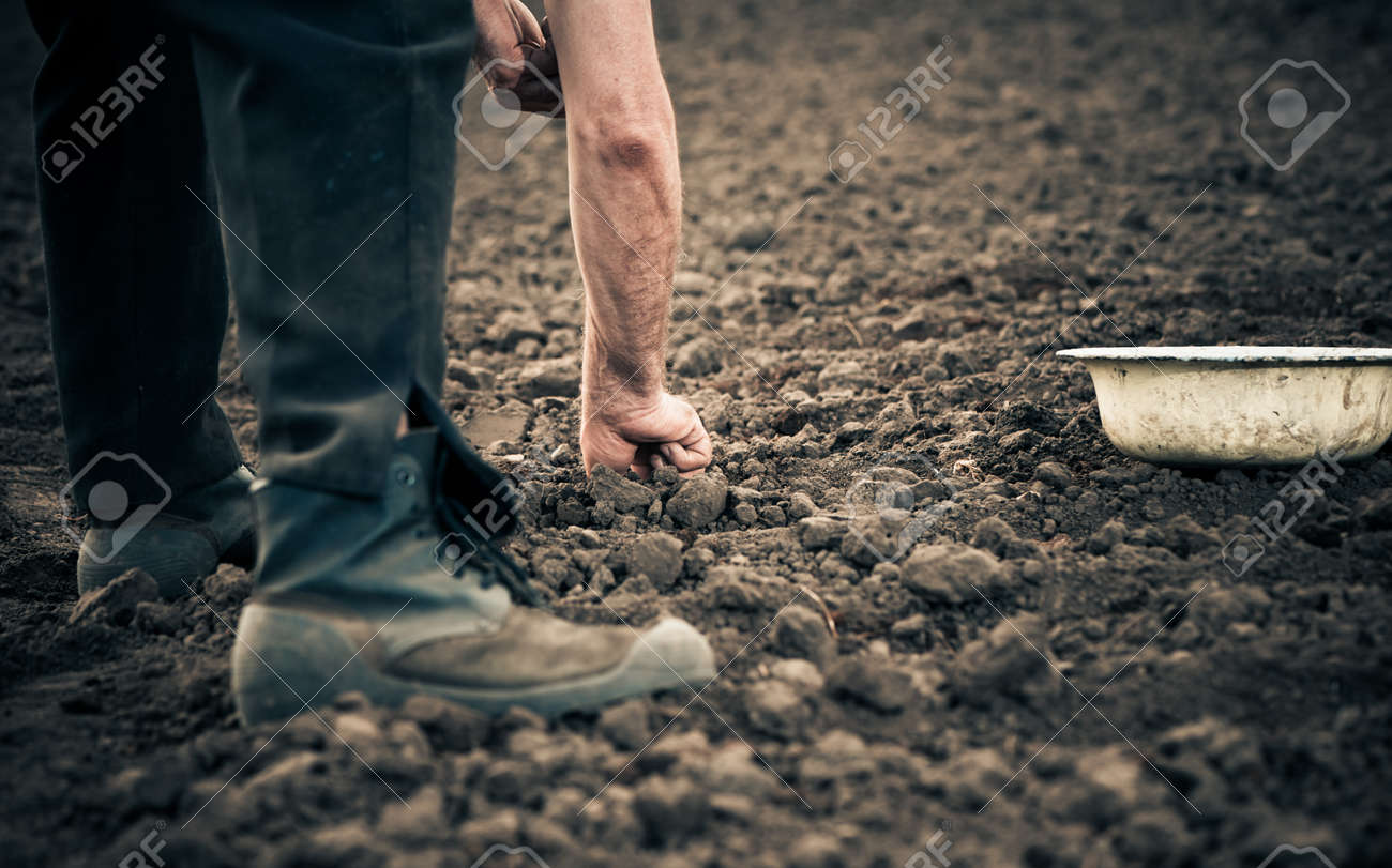 farmer planting onion seeds in the ground - 32367610 farmer planting onion seeds in the ground - 32367610