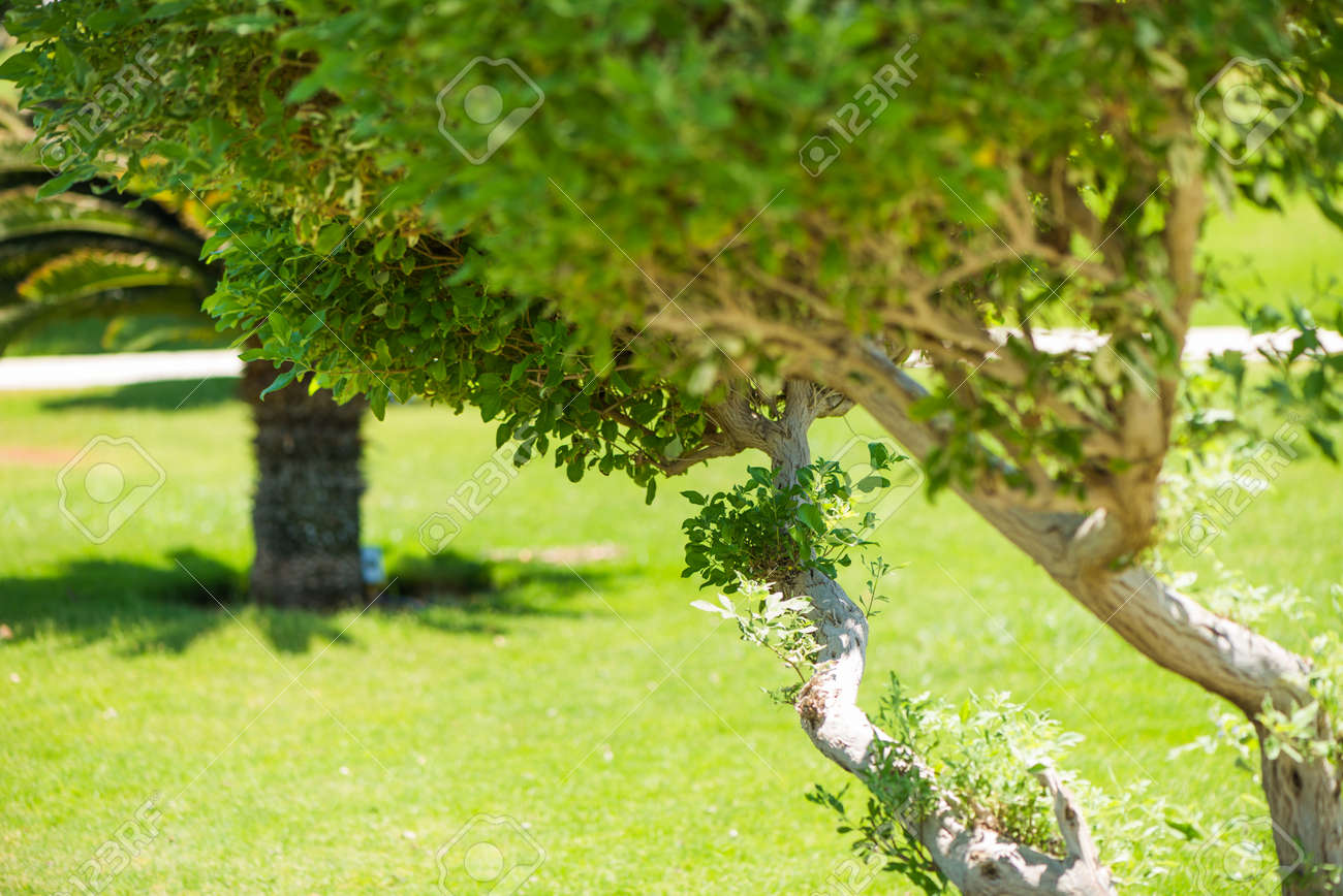 fresh green decorative park trees - 127951820 fresh green decorative park trees - 127951820
