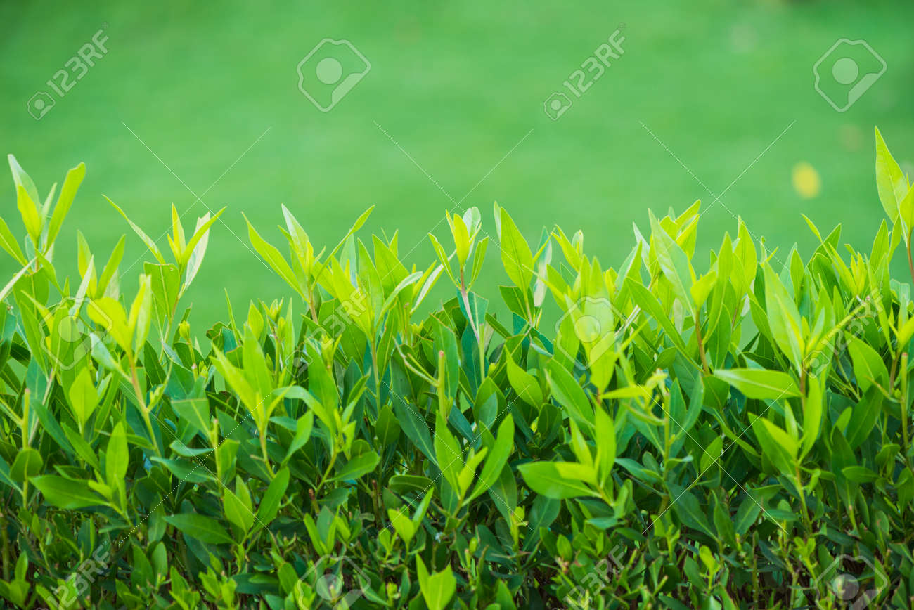 fresh bush leafs at green lawn - 127951819 fresh bush leafs at green lawn - 127951819