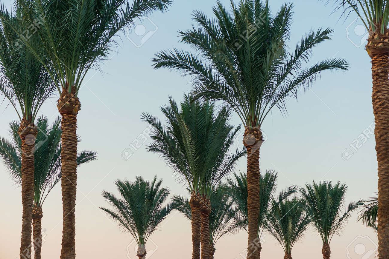 beautiful palm trees at sunset - 127951827 beautiful palm trees at sunset - 127951827
