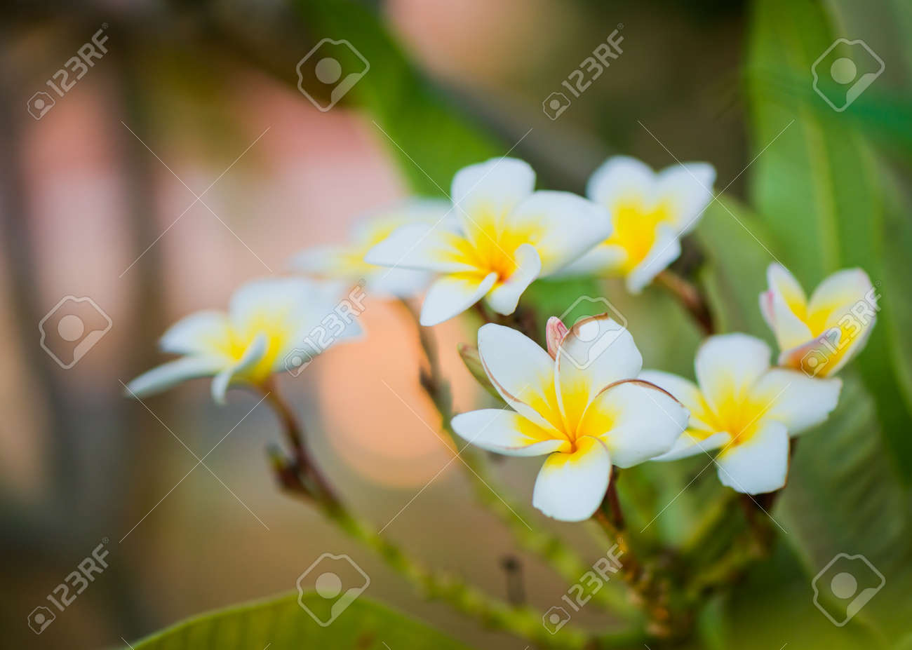 beautiful exotic flowers in garden sunset light - 127951876 beautiful exotic flowers in garden sunset light - 127951876