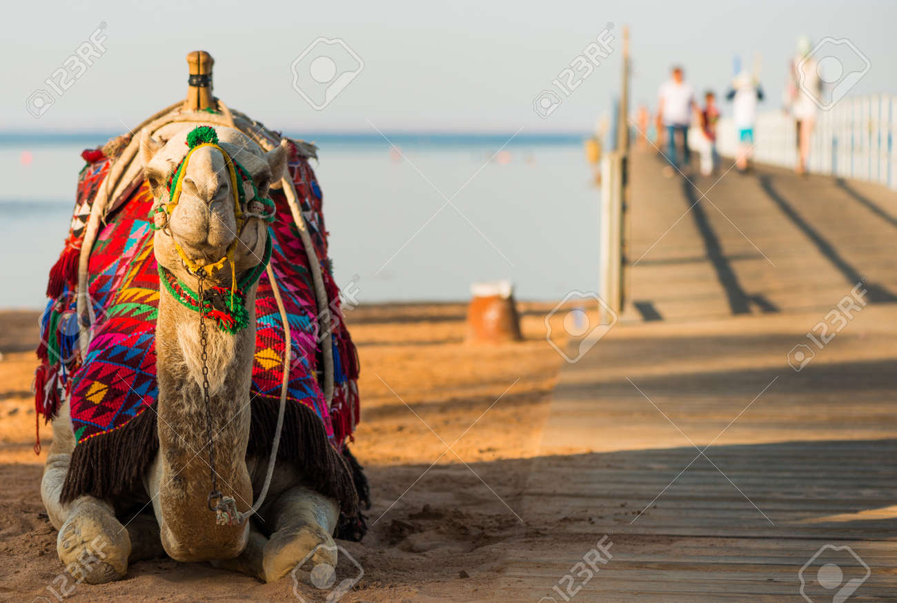 camel in colorful traditional decorated saddle - 127951884 camel in colorful traditional decorated saddle - 127951884