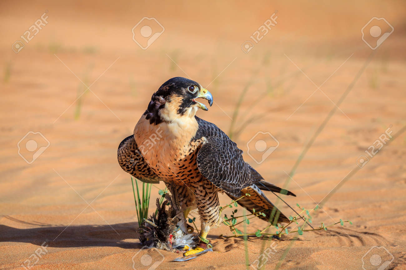 Peregrine Falcon With Its Prey In A Desert Near Dubai Uae