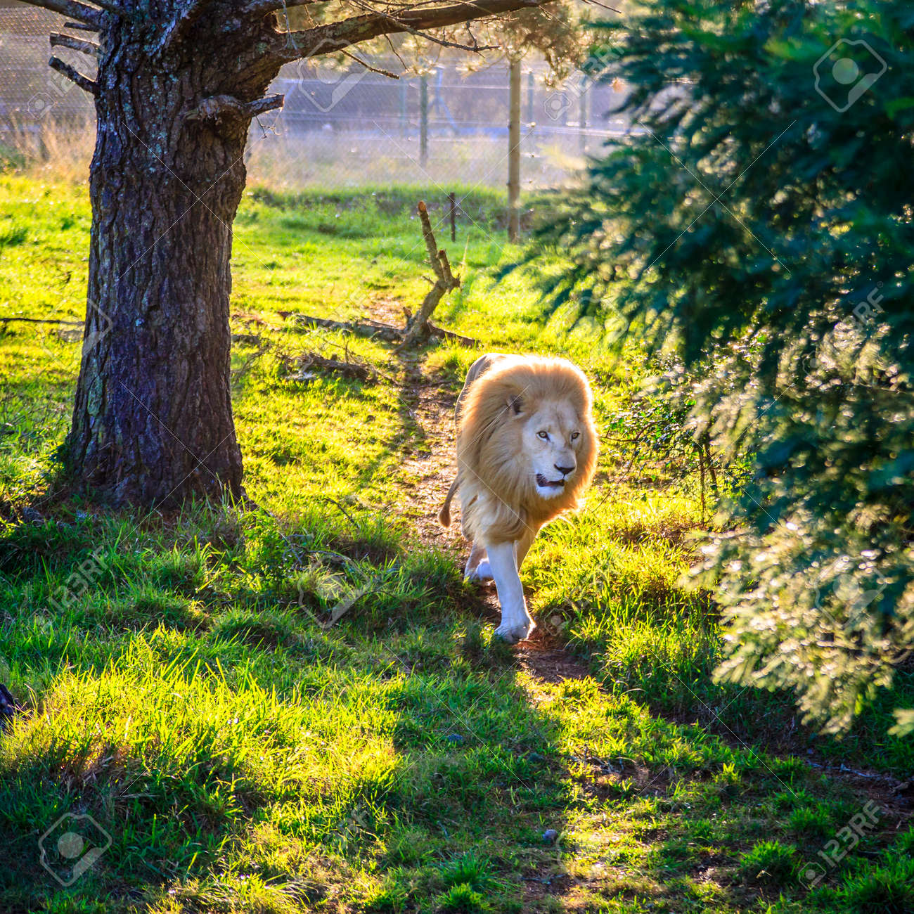 White Lion Running In Wildlife Sanctuary Near Plettenberg Bay, South Africa  Stock Photo, Picture and Royalty Free Image. Image 70340400., image size:1300x1300