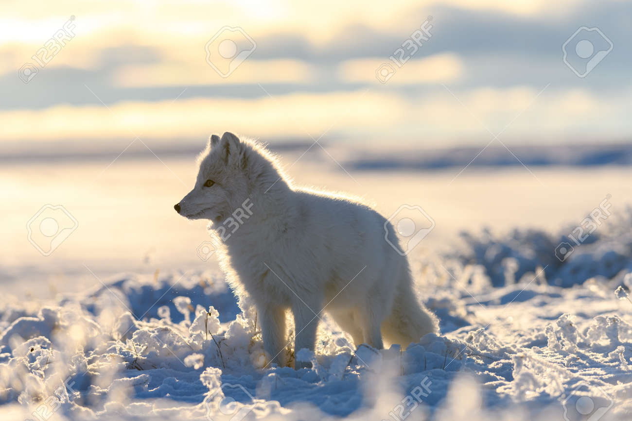Arctic Fox In Winter Time In Siberian Tundra Stock Photo, Picture and  Royalty Free Image. Image 187370099., image size:1300x867